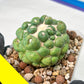 Coryphantha Elephantidens cv. Inermis | Imported Plants | Not Fully Rooted yet