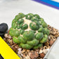 Coryphantha Elephantidens cv. Inermis | Imported Plants | Not Fully Rooted yet