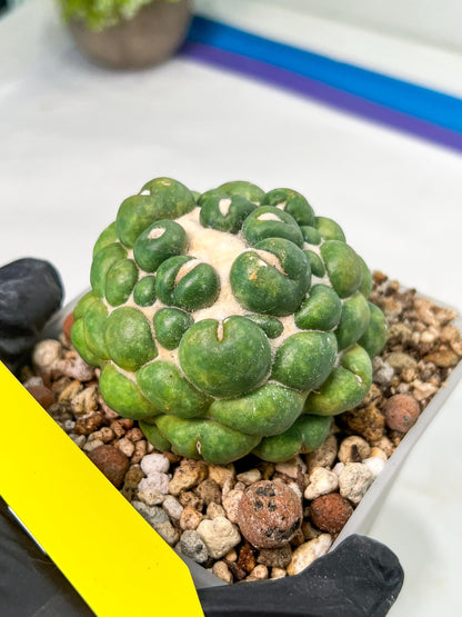 Coryphantha Elephantidens cv. Inermis | Imported Plants | Not Fully Rooted yet