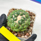 Coryphantha Elephantidens cv. Inermis | Imported Plants | Not Fully Rooted yet