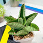 Sansevieria Andromeda (#RA14) | Seek Out a Truly Extraordinary Plant
