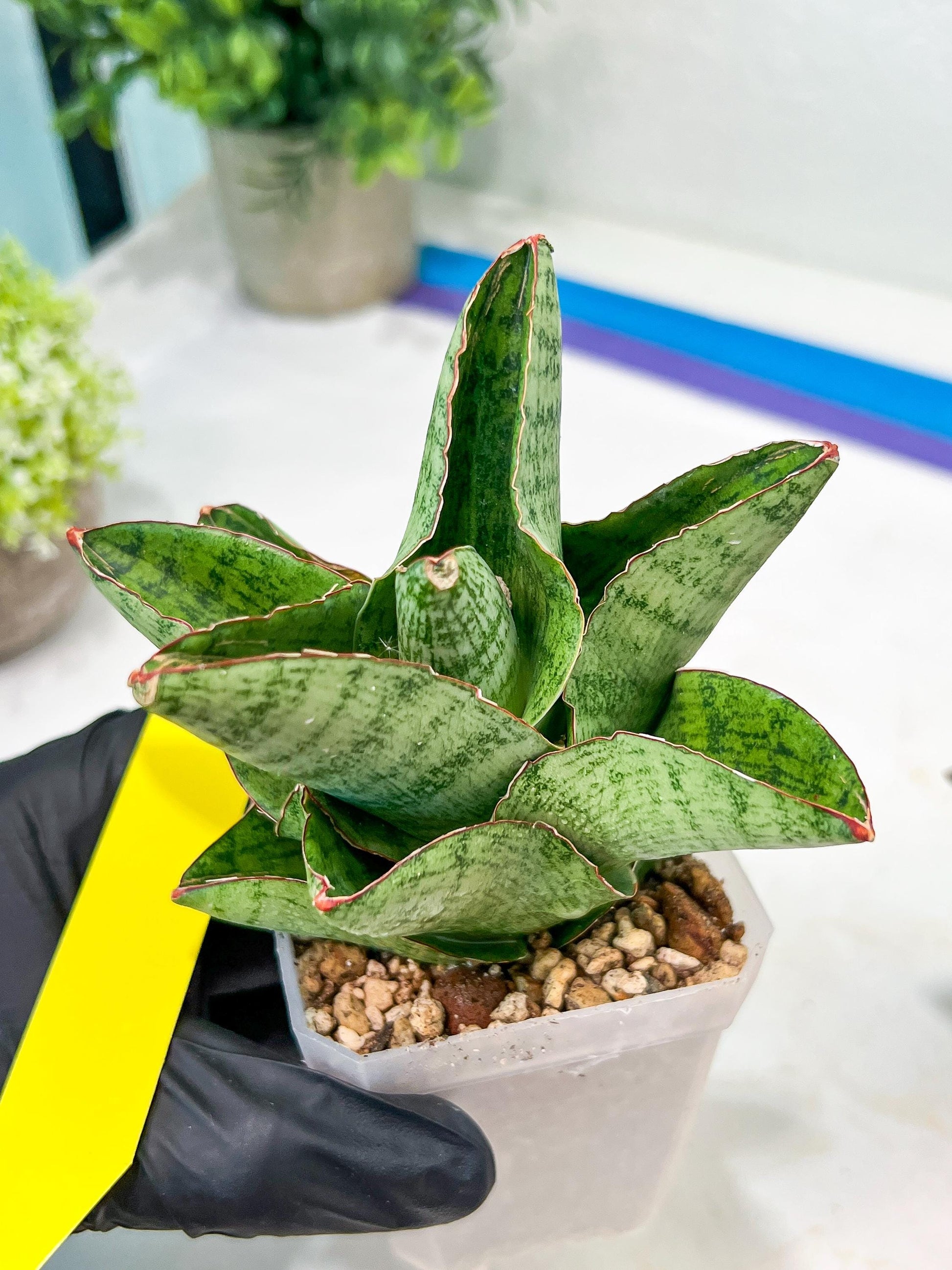 Sansevieria Andromeda (#RA14) | Seek Out a Truly Extraordinary Plant