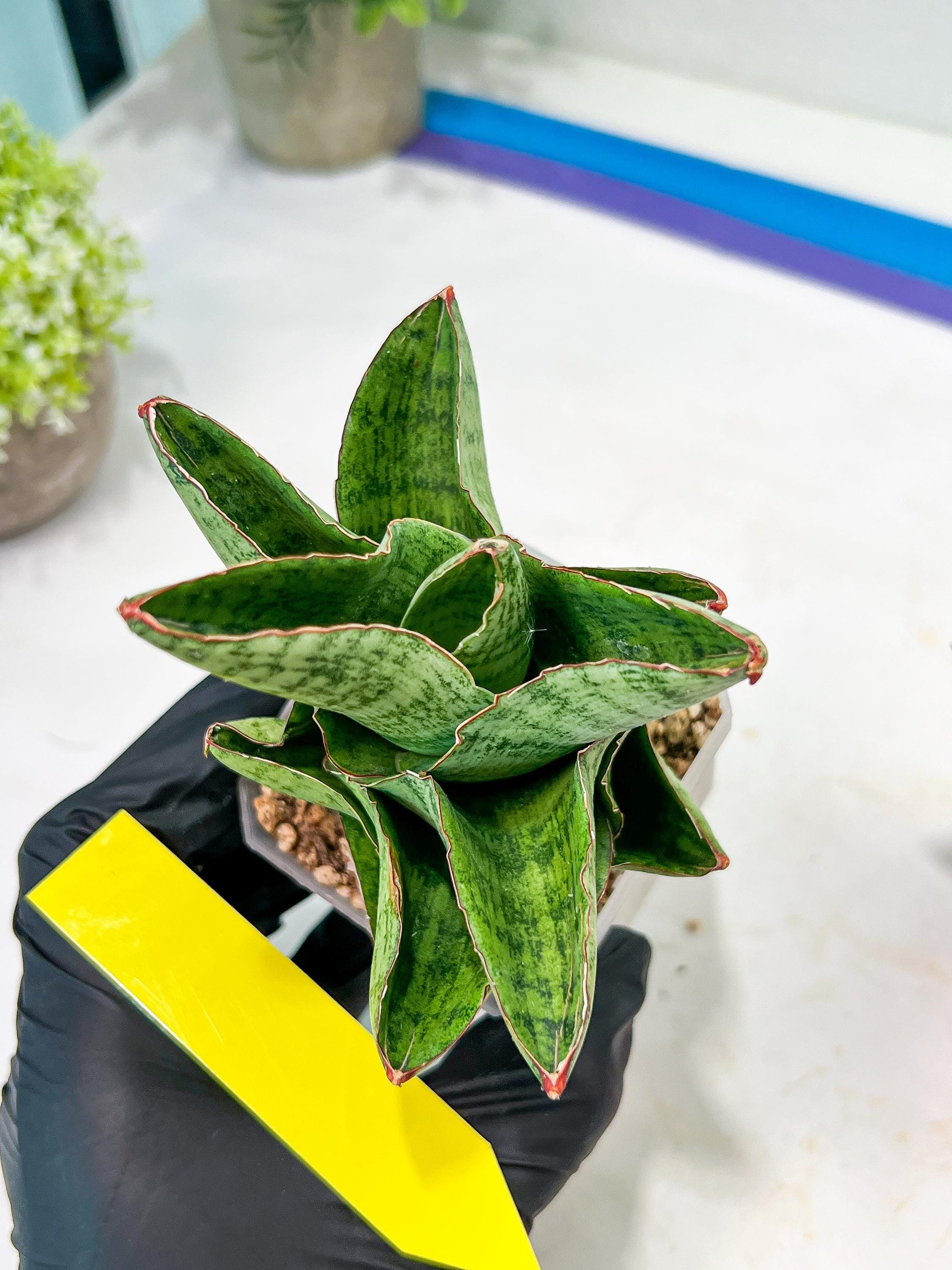 Sansevieria Andromeda (#RA14) | Seek Out a Truly Extraordinary Plant