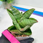 Sansevieria Andromeda (#RA14) | Seek Out a Truly Extraordinary Plant