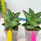 Sansevieria Andromeda (#RA14) | Seek Out a Truly Extraordinary Plant