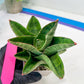 Sansevieria Andromeda (#RA14) | Seek Out a Truly Extraordinary Plant