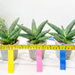 Sansevieria Rookie (#AC21) | Pick Your Rare Botanical Treasure
