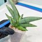 Sansevieria Rookie (#AC21) | Pick Your Rare Botanical Treasure