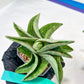 Sansevieria Hobbit (#RA6) | Unlock the Secrets of Rare Flora