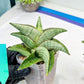 Sansevieria Hobbit (#RA6) | Unlock the Secrets of Rare Flora