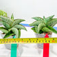 Sansevieria Hobbit (#RA6) | Unlock the Secrets of Rare Flora