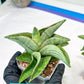 Sansevieria Hobbit (#RA6) | Unlock the Secrets of Rare Flora