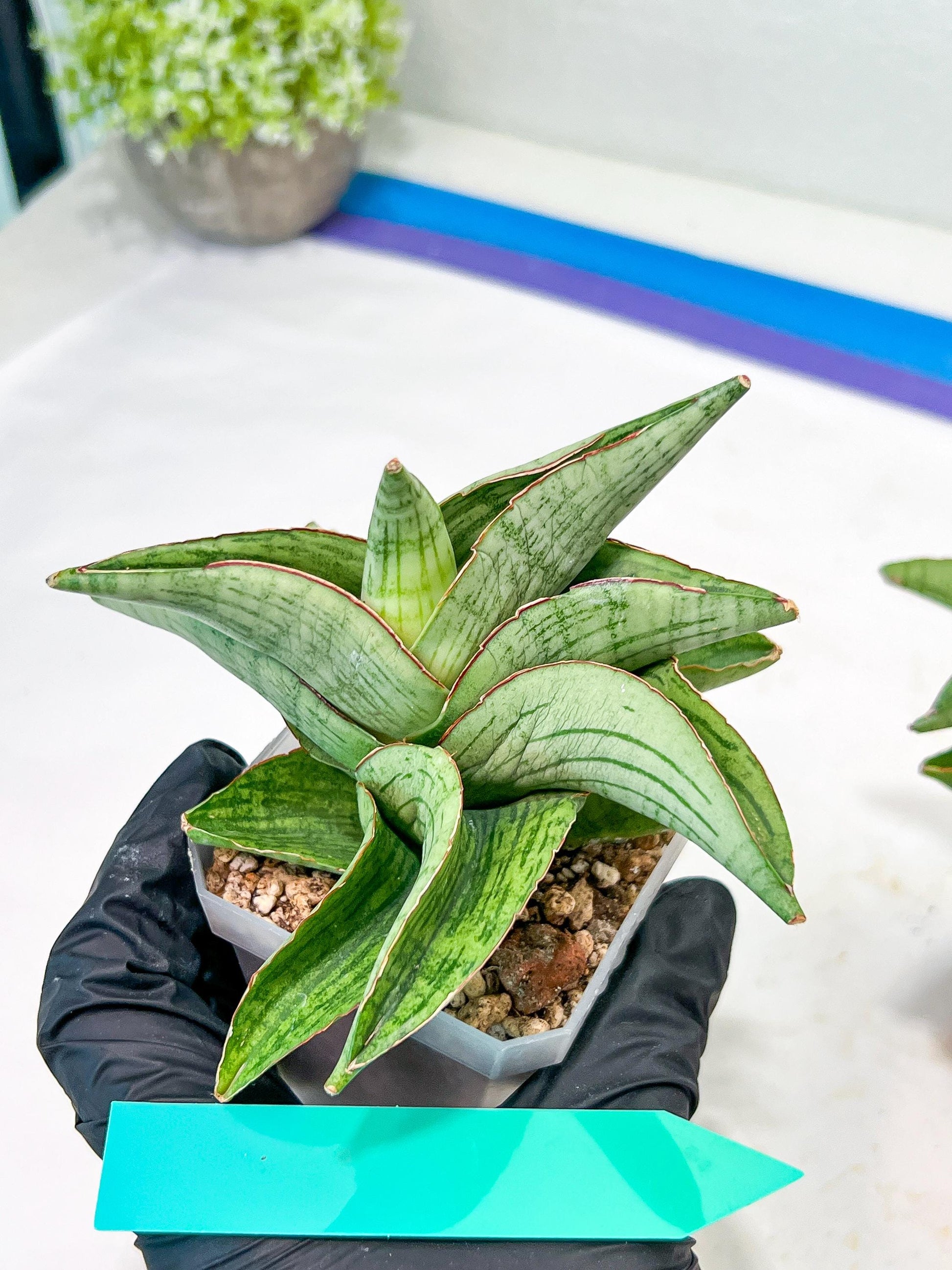 Sansevieria Hobbit (#RA6) | Unlock the Secrets of Rare Flora
