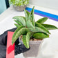 Sansevieria Hobbit (#RA6) | Unlock the Secrets of Rare Flora