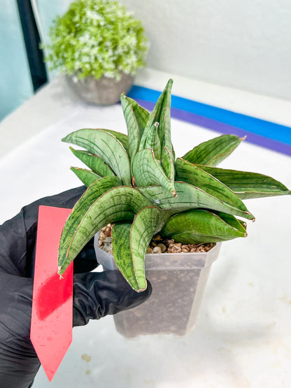 Sansevieria Hobbit (#RA6) | Imported Hybrids
