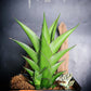 Sansaveria Tower (#RA12) | Imported Snake plant