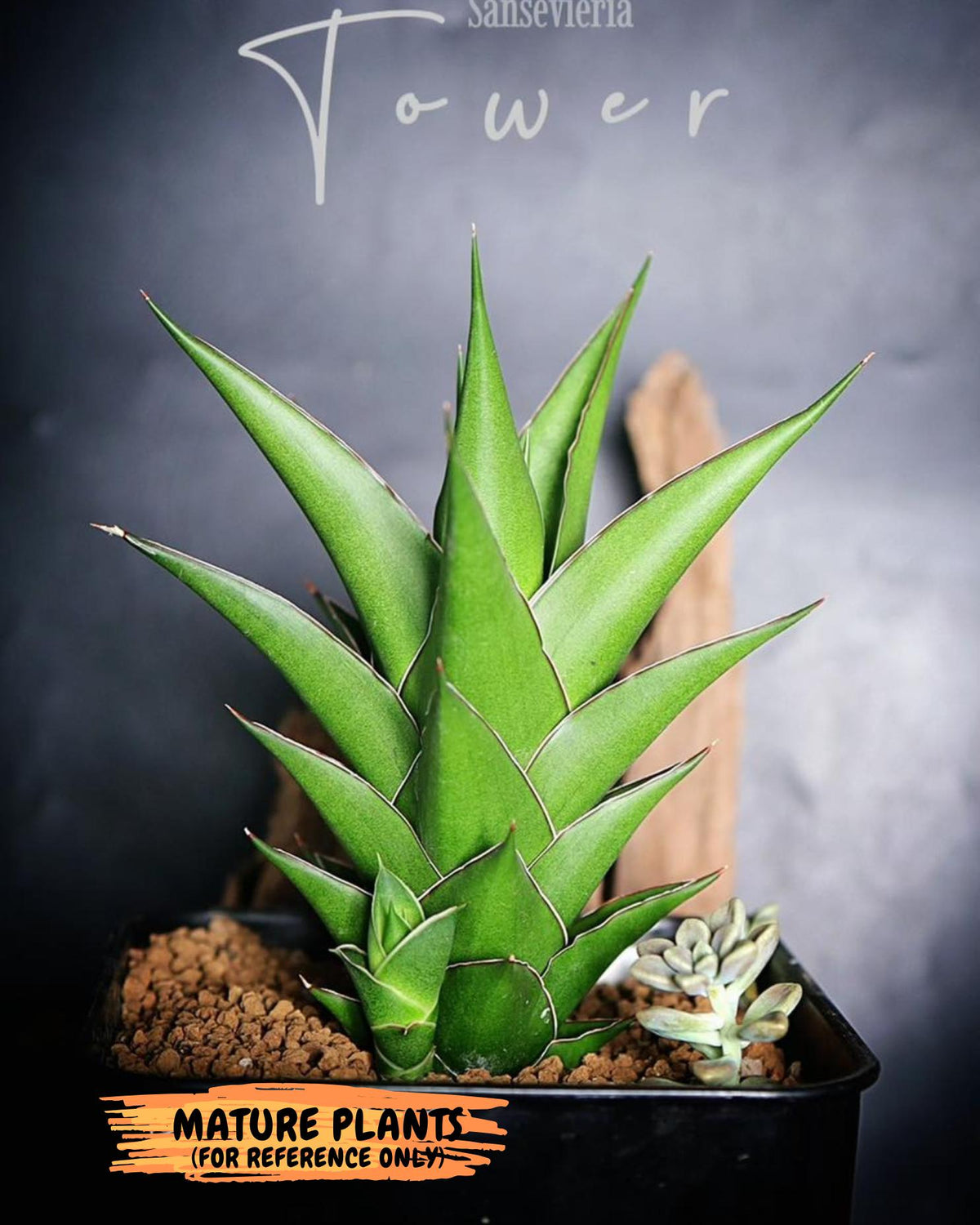 Sansevieria Tower Blue (ca1) (r) | Hybrid