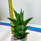 Sansaveria Tower (#RA12) | Imported Snake plant
