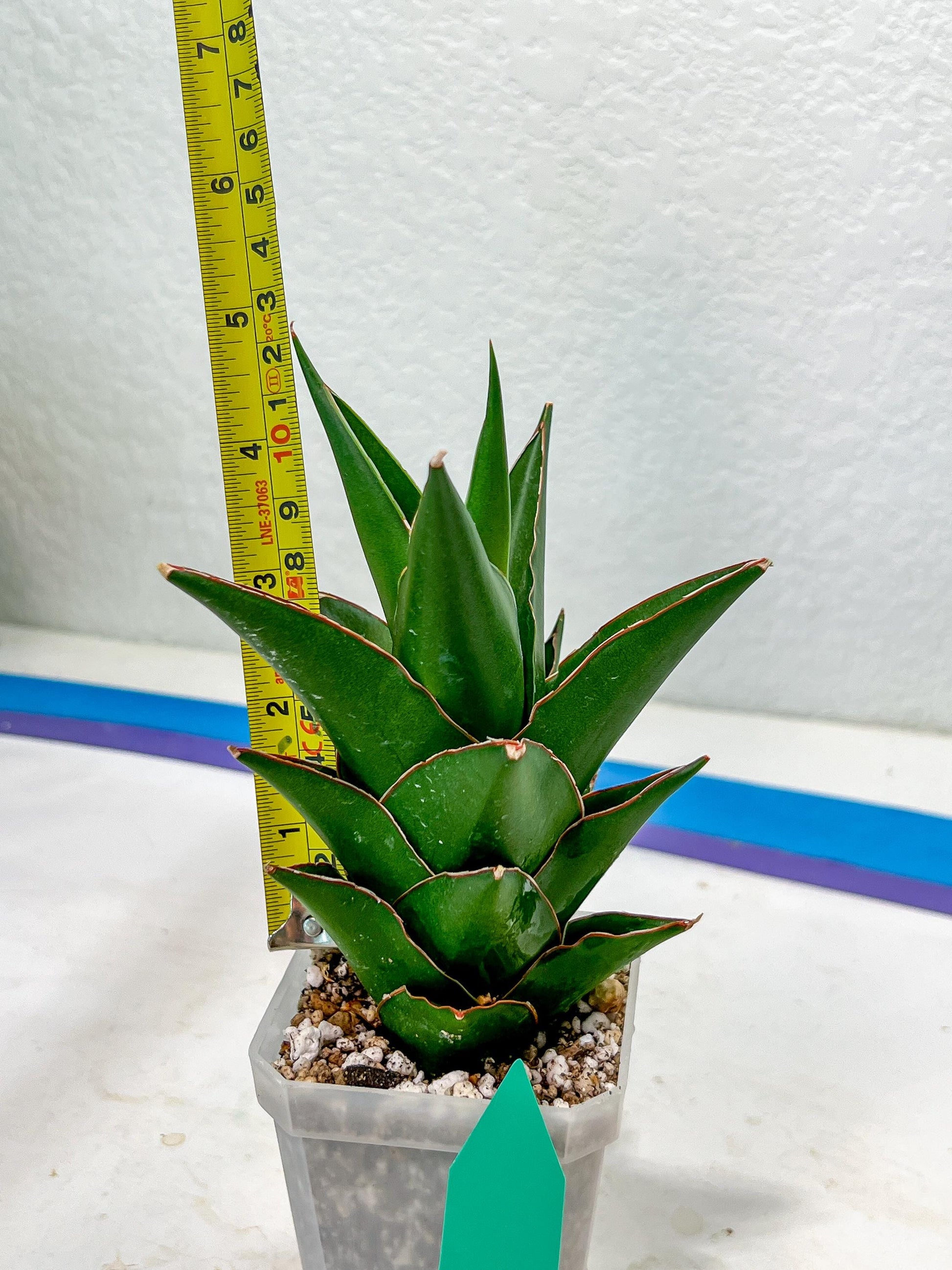 Sansaveria Tower (#RA12) | Imported Snake plant