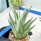 Sansevieria MoMo (#Ra16) | Very New hybrids
