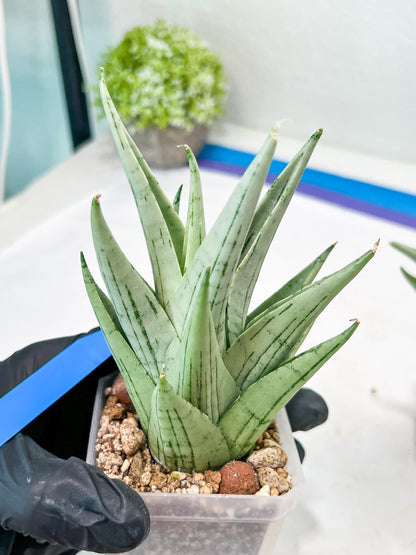 Sansevieria MoMo (#Ra16) | Very New hybrids