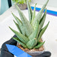 Sansevieria MoMo (#Ra16) | Very New hybrids