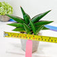 Sansevieria Sawasdee (#RA16) | Uncover an Exotic Botanical Wonder