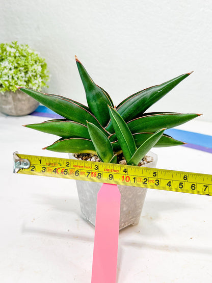 Sansevieria Sawasdee (#RA17) | Imported Hybrids