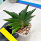 Sansevieria Sawasdee (#RA16) | Uncover an Exotic Botanical Wonder