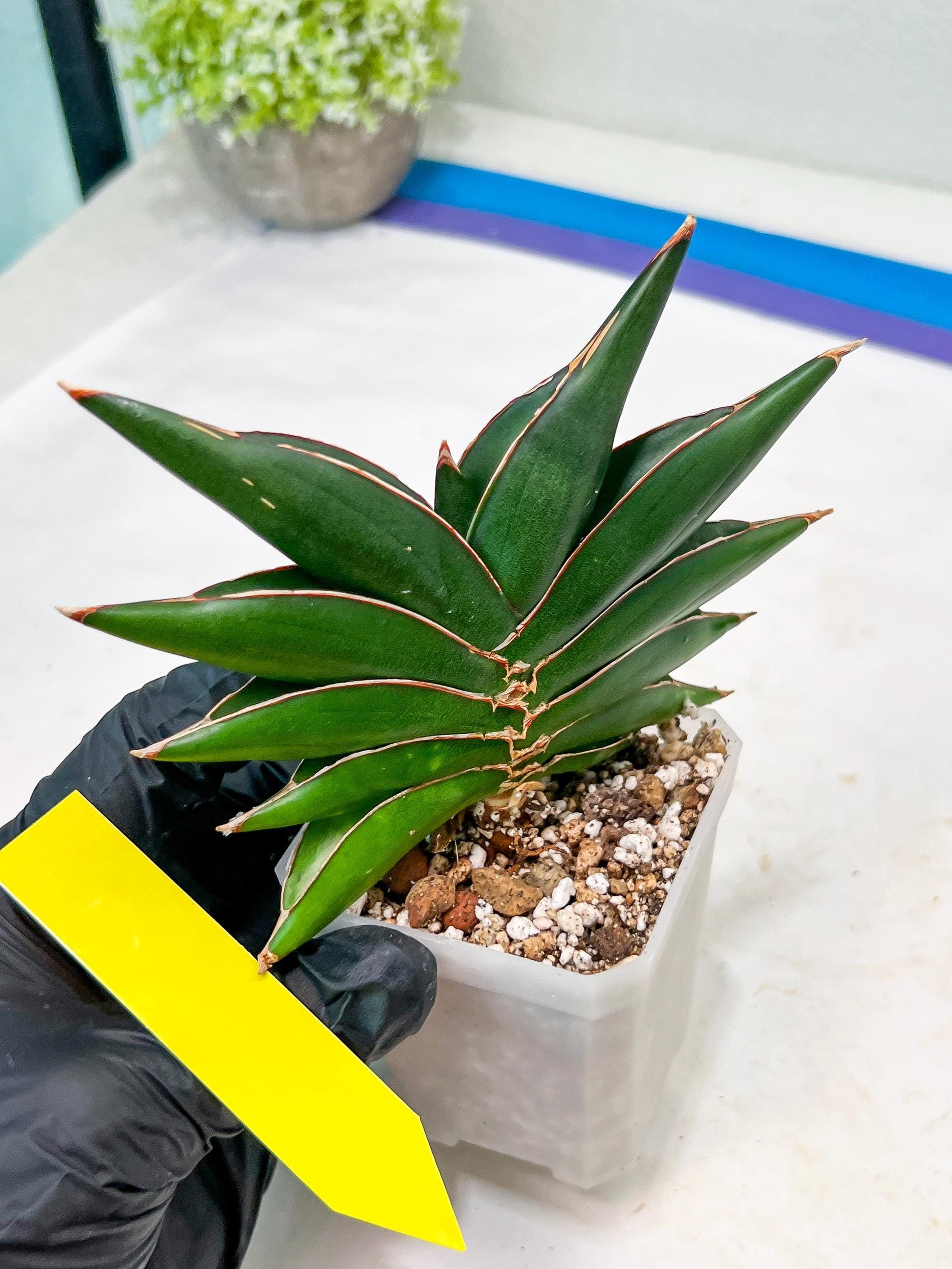 Sansevieria Sawasdee (#RA16) | Uncover an Exotic Botanical Wonder