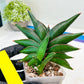 Sansevieria Sawasdee (#RA16) | Uncover an Exotic Botanical Wonder