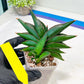Sansevieria Sawasdee (#RA16) | Uncover an Exotic Botanical Wonder