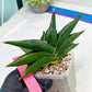 Sansevieria Sawasdee (#RA16) | Uncover an Exotic Botanical Wonder