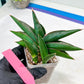 Sansevieria Sawasdee (#RA16) | Uncover an Exotic Botanical Wonder
