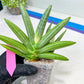 Sansevieria Ice Man (#AC10) | Rare Imported House Plants