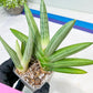 Sansevieria Ice Man (#AC10) | Rare Imported House Plants