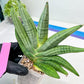 Sansevieria Chujai (#Ra30) | Imported Hybrids