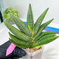Sansevieria Chujai (#Ra30) | Imported Hybrids
