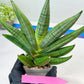 Sansevieria Chujai (#Ra30) | Imported Hybrids
