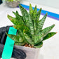 Sansevieria Frozen Rose (#PH1) | Imported Indoor Snake Plant | 2" Planter