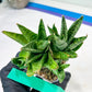 Sansevieria Frozen Rose (#PH1) | Imported Indoor Snake Plant | 2" Planter