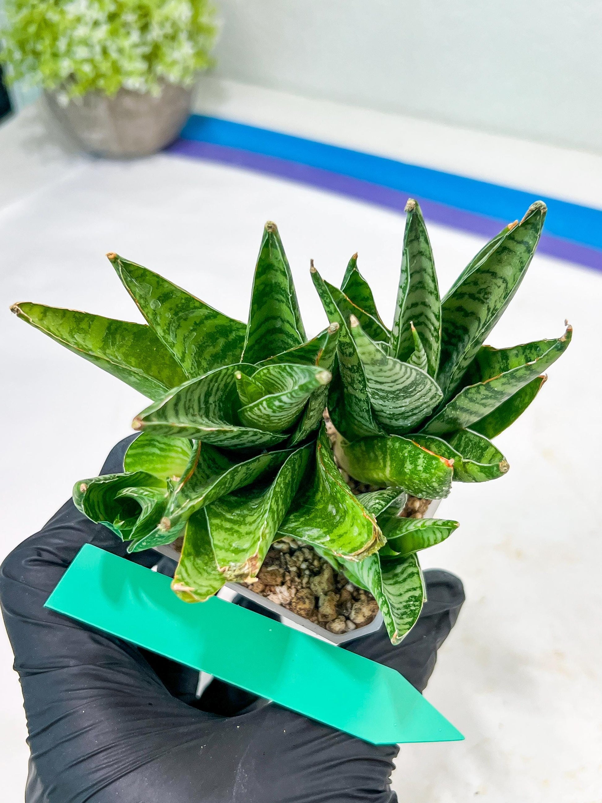 Sansevieria Frozen Rose (#PH1) | Imported Indoor Snake Plant | 2" Planter