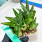 Sansevieria Frozen Rose (#PH1) | Imported Indoor Snake Plant | 2" Planter
