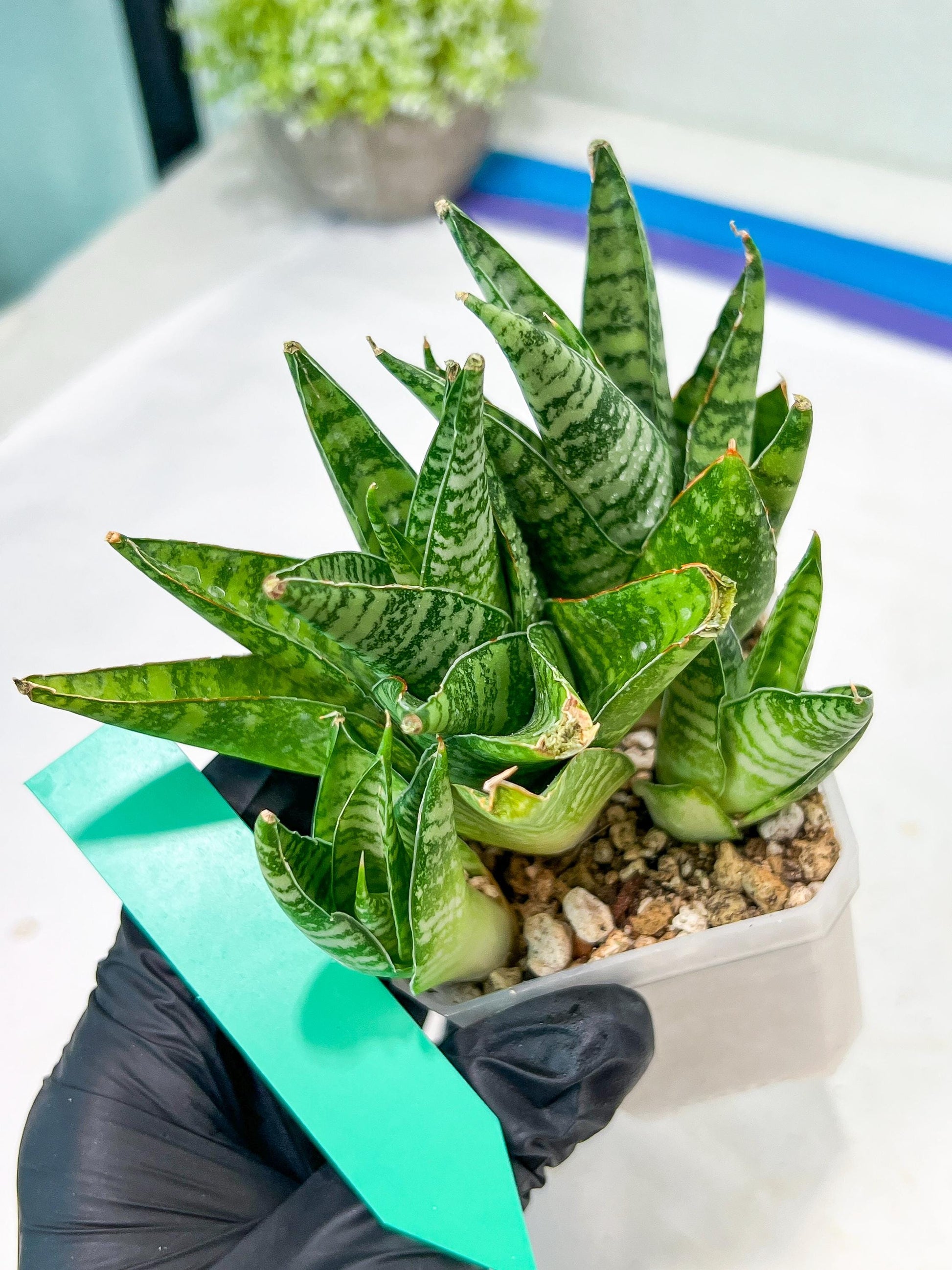 Sansevieria Frozen Rose (#PH1) | Imported Indoor Snake Plant | 2" Planter