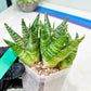 Sansevieria Frozen Rose (#PH1) | Imported Indoor Snake Plant | 2" Planter