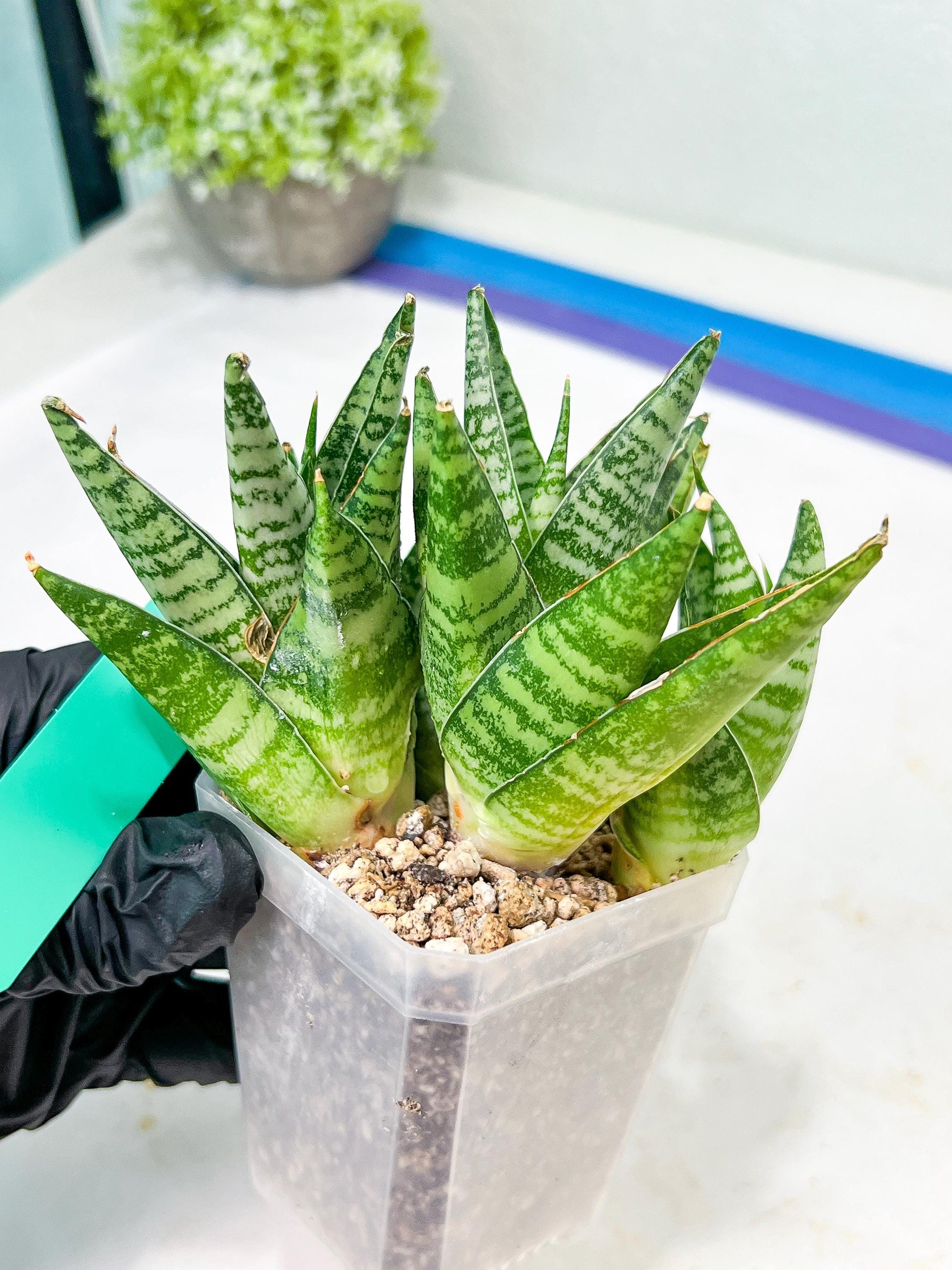 Sansevieria Frozen Rose (#PH1) | Imported Indoor Snake Plant | 2" Planter