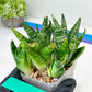 Sansevieria Frozen Rose (#PH1) | Imported Indoor Snake Plant | 2" Planter