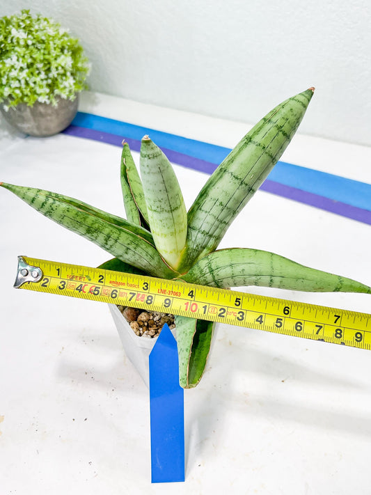 Sansevieria White Rhino (#RA5) |Rare Imported House Plants