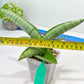 Sansevieria White Rhino (#RA5) |Rare Imported House Plants