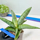 Sansevieria White Rhino (#RA5) |Rare Imported House Plants